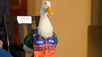 Familia del pato ‘Merlín’ inicia registro de marca ante el IMPI para proteger imagen del ave