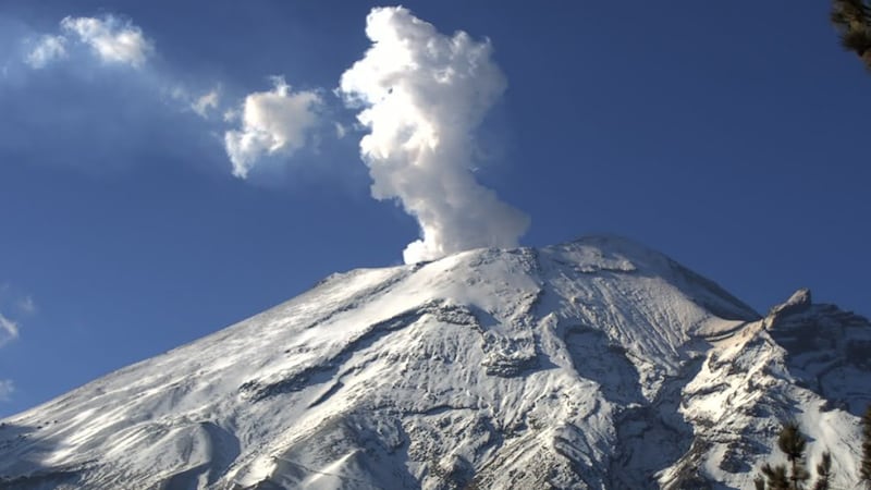 Ceniza volcánica afecta a tus mascotas: Así los puedes proteger para evitar enfermedades