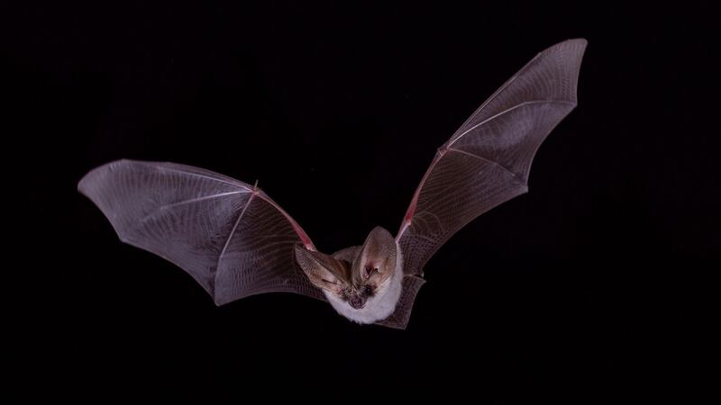 ¿Batman, eres tú? Rescatan a murciélago de vagón del Metro en CDMX