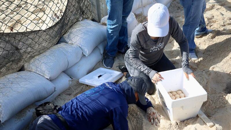 Paso de huracán ‘Beryl’: Rescatan huevos de tortuga en Quintana Roo