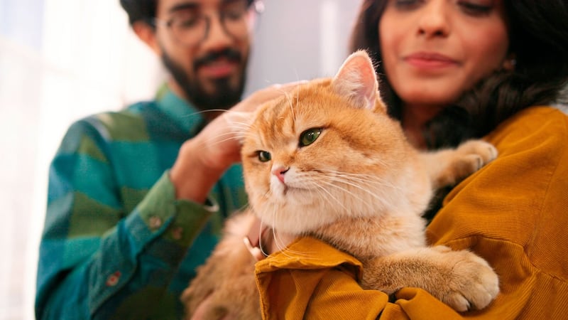 ¿Prefieren gato o esposo?