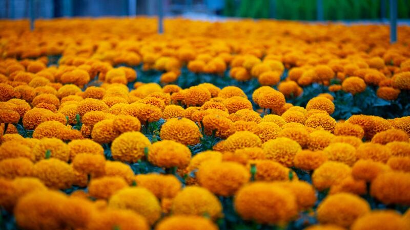 Cempasúchil sube de precio por lluvias: ¿Cuánto costarán las flores para el Día de Muertos 2024?