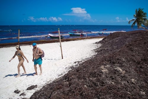 Sargazo 'invade' la totalidad de la Riviera Maya