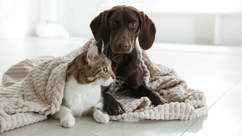 España ya considera a los animales como seres sintientes