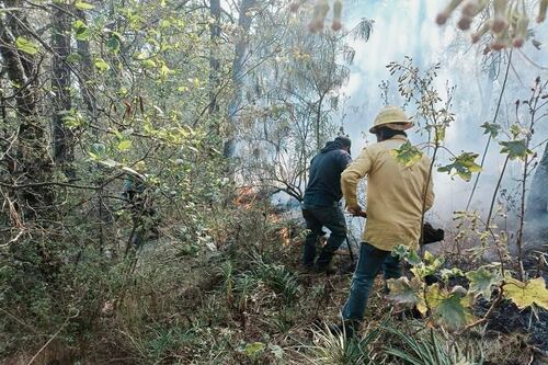 Bosques en México ‘arden’: Hay 124 incendios forestales activos en el país