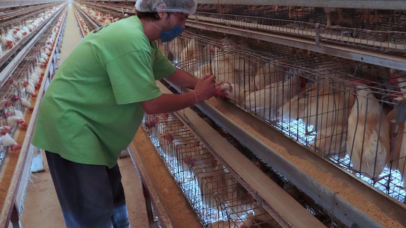 Influenza aviar AH5N1 en México: Senasica vacunará a aves de corral