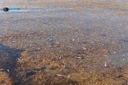 ¿Por qué murieron miles de peces en Puerto Morelos? La Conanp revela la principal hipótesis