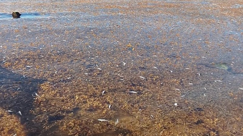 ¿Por qué murieron miles de peces en Puerto Morelos? La Conanp revela la principal hipótesis