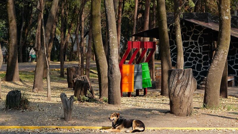 Perritos asesinados en Xochimilco: Esto sabemos de los 25 lomitos encontrados en Bosque Nativitas