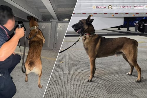 ‘Chocolate’, el perrito policía con ‘olfato de oro’ que descubrió 249 kilos de droga en Tijuana