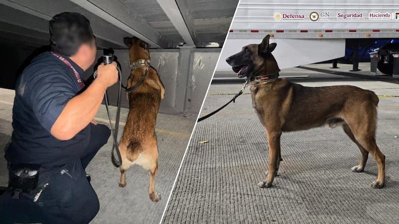 ‘Chocolate’, el perrito policía con ‘olfato de oro’ que descubrió 249 kilos de droga en Tijuana