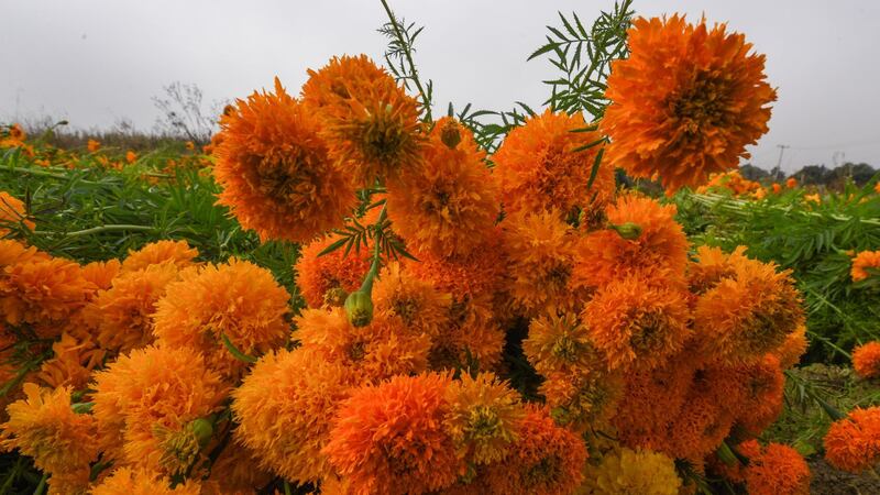 ¡No tires las flores de cempasúchil de la ofrenda! Así las puedes reutilizar