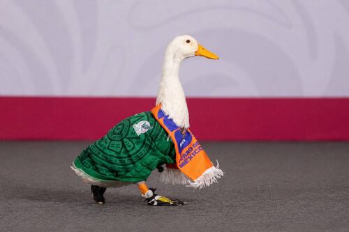 IMPI resuelve el caso del Pato Merlín: ¿A quién le pertenece la marca?