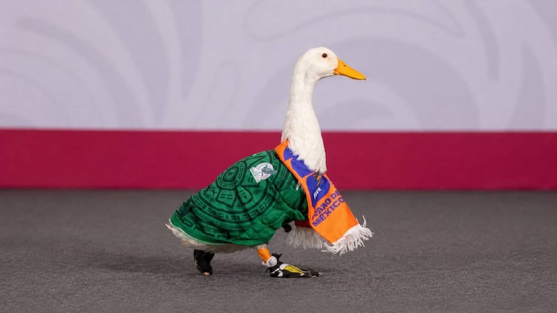 IMPI resuelve el caso del Pato Merlín: ¿A quién le pertenece la marca?
