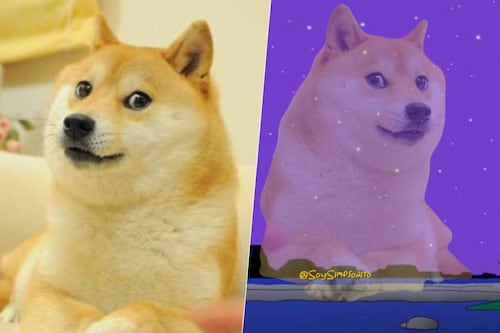 Se reunió con Cheems: Muere Kabosu, perrita de los memes de Doge y la criptomoneda