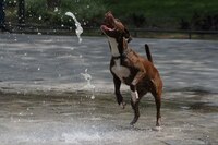 El perro sí es tu ‘mejor amigo’ y te entiende más de lo que pensabas