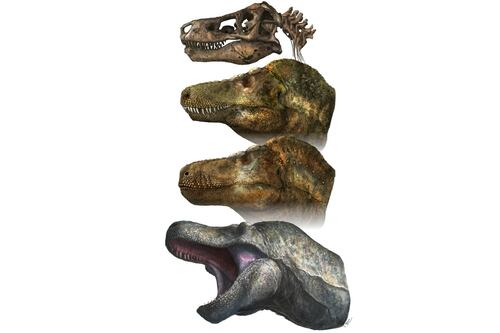 ¿T-Rex besucón? Estudio revela que el dinosaurio tenía labios