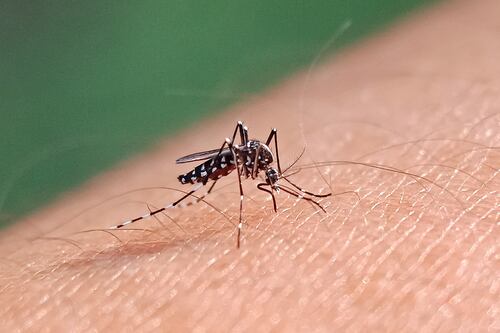 El dengue ‘se adueña’ de Guerrero: Ya suman 9 muertes y 4 mil 48 casos probables