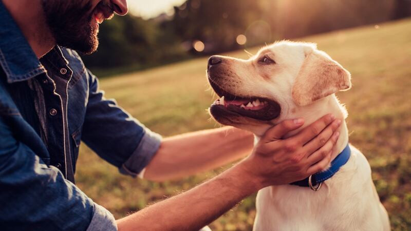 ¿Qué le pasa a tu perro cuando te reúnes con él? Esto dice un estudio