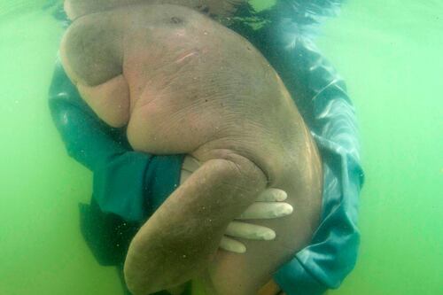 Una cría de dugongo se encariña con sus cuidadores tailandeses