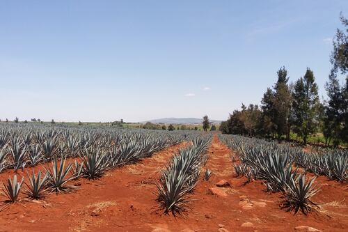 Vivienda sustentable a partir del… ¿tequila?
