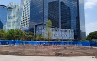 ¿Nuevo ahuehuete de Reforma también está muriendo? Esto dicen autoridades de la CDMX