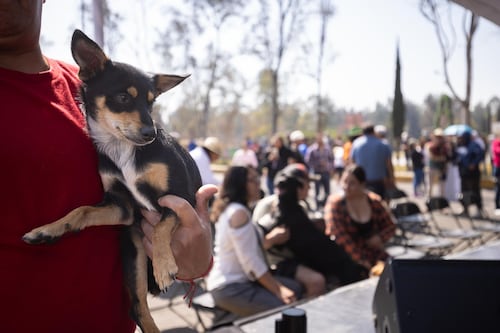 Clara Brugada anuncia plan histórico de bienestar animal: 100 clínicas, nuevos hospitales y 450 mil servicios gratuitos
