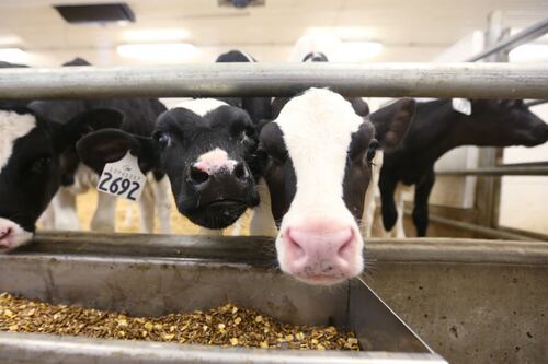 Industria lechera no ve la suya