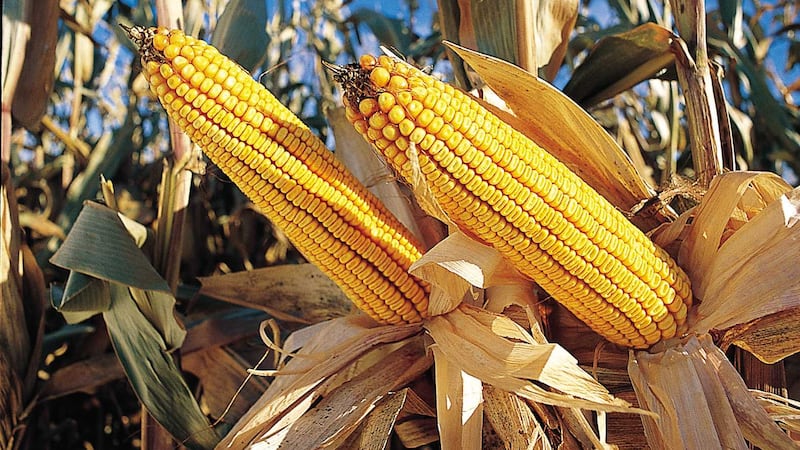 Lo que hay detrás del maíz transgénico
