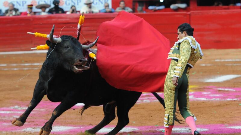 Corridas de toros sin violencia son oficiales: Congreso de la CDMX aprueba iniciativa de Brugada