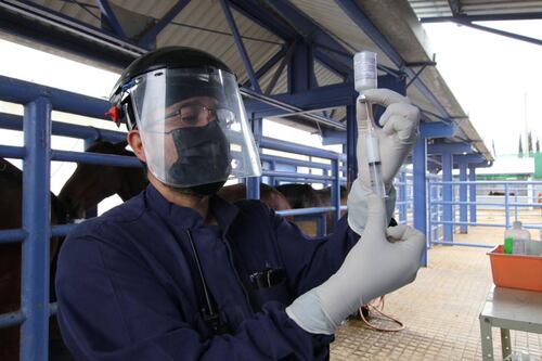 México inicia producción de suero equino para tratar COVID-19