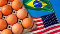 Brasil exporta huevos a EU ante gripe aviar; envíos suben más del 90%