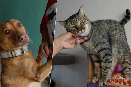 Día de Reyes 2025: Senadores piden no comprar ‘michis’ ni ‘lomitos’; ‘los animales no son juguetes’