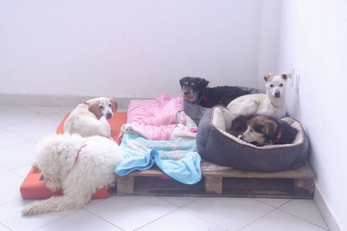 ¿Y los perritos del Refugio Franciscano? PJF determina que Gobierno CDMX los puede dar en adopción