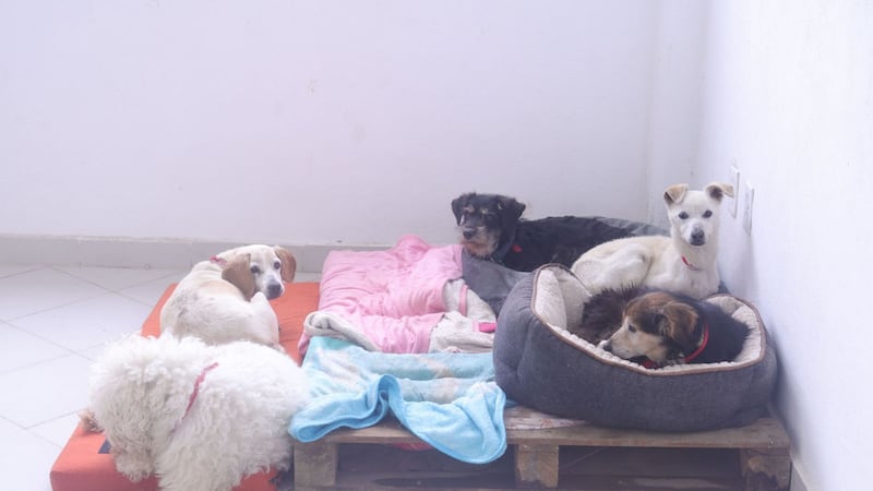¿Y los perritos del Refugio Franciscano? PJF determina que Gobierno CDMX los puede dar en adopción