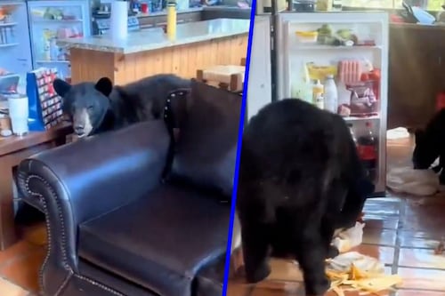 ‘Les dieron baje’ con el desayuno: Familia de osos invade casa en Arteaga, Coahuila (video)