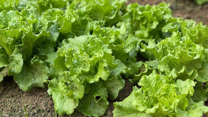 EU recula sobre origen de diarrea explosiva en lechuga mexicana