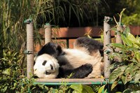 Ya solo queda uno: la historia de los pandas gigantes en el Zoológico de Chapultepec
