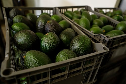 Aguacate de Michoacán: ¿Cuándo regresan las inspecciones de EU y qué municipios están incluidos?
