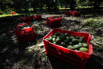 La medida precautoria llevó a suspender la cosecha y envíos de aguacate a Estados Unidos.