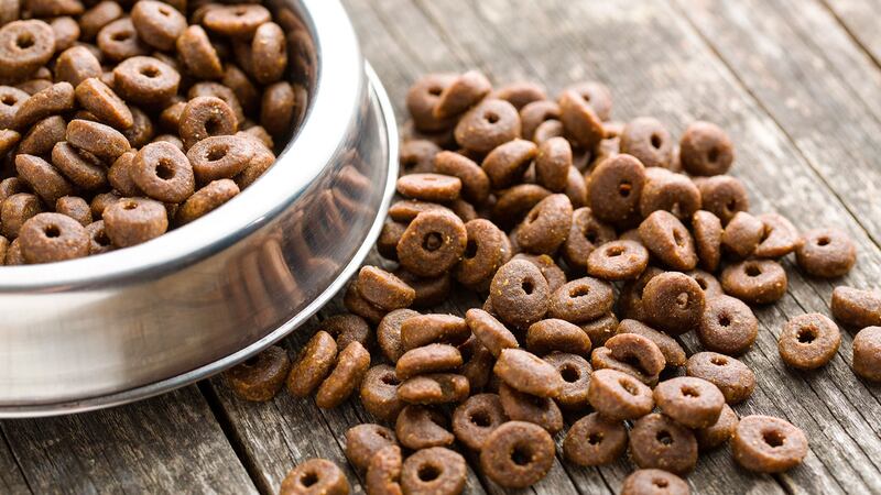 Croquetón en el Metro: ¿Cómo donar alimento a lomitos es espera de un hogar?