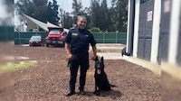 Él es Togo, el perrito rescatista de Bomberos de la CDMX que ayudó en los rescates de San Antonio Abad