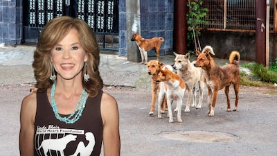 Linda Blair compartió un mensaje luego de la inspección a su refugio. (Foto: Créditos Shutterstock)