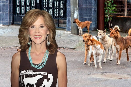 ¿Qué pasó en el refugio de Linda Blair? Hallan 251 perros en la propiedad de la estrella de ‘El Exorcista’