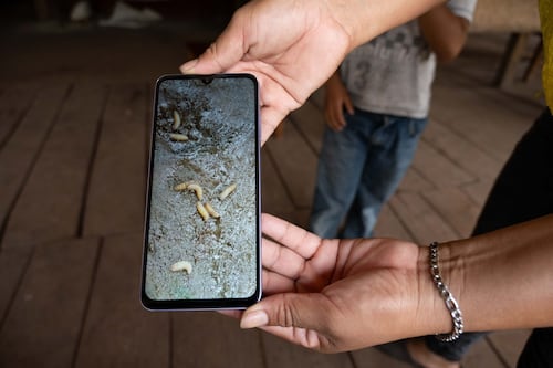 Muere adulto mayor en Oaxaca con miasis por gusano barrenador; infección se originó en las muelas