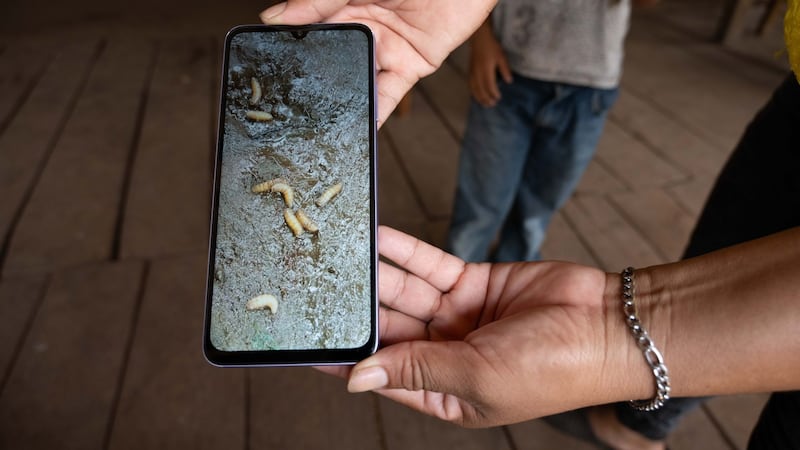 Muere adulto mayor en Oaxaca con miasis por gusano barrenador