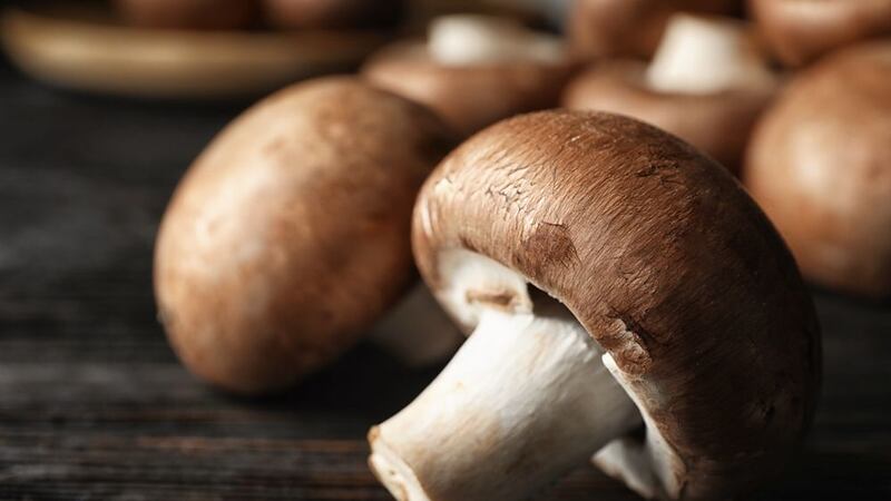 Y a propósito de hongos... comer dos al día te puede ‘librar’ del cáncer