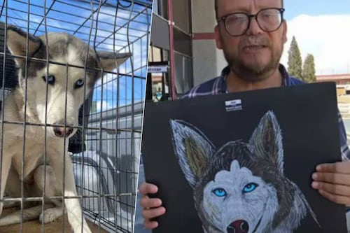 Sasha, la perra Husky que mordió el rostro de un niño en Chihuahua, no será sacrificada