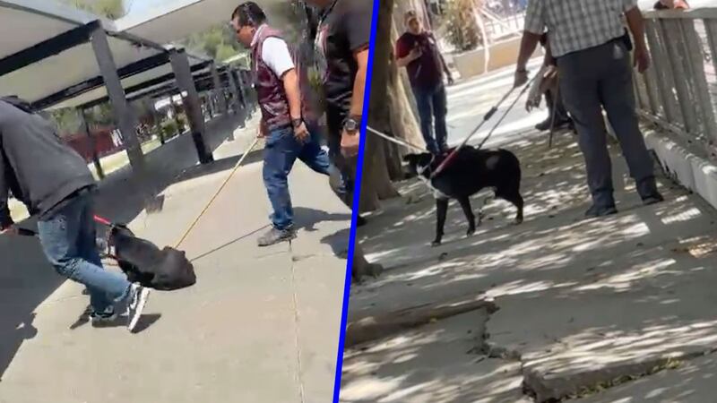 ‘Los dejaron sangrando’: Alumnos acusan que personal del IPN golpeó a 2 perros en Zacatenco (Video)