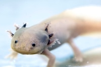 Hay esperanza para el ajolote: Filtros de cabello humano limpian el agua para devolverlo a Xochimilco